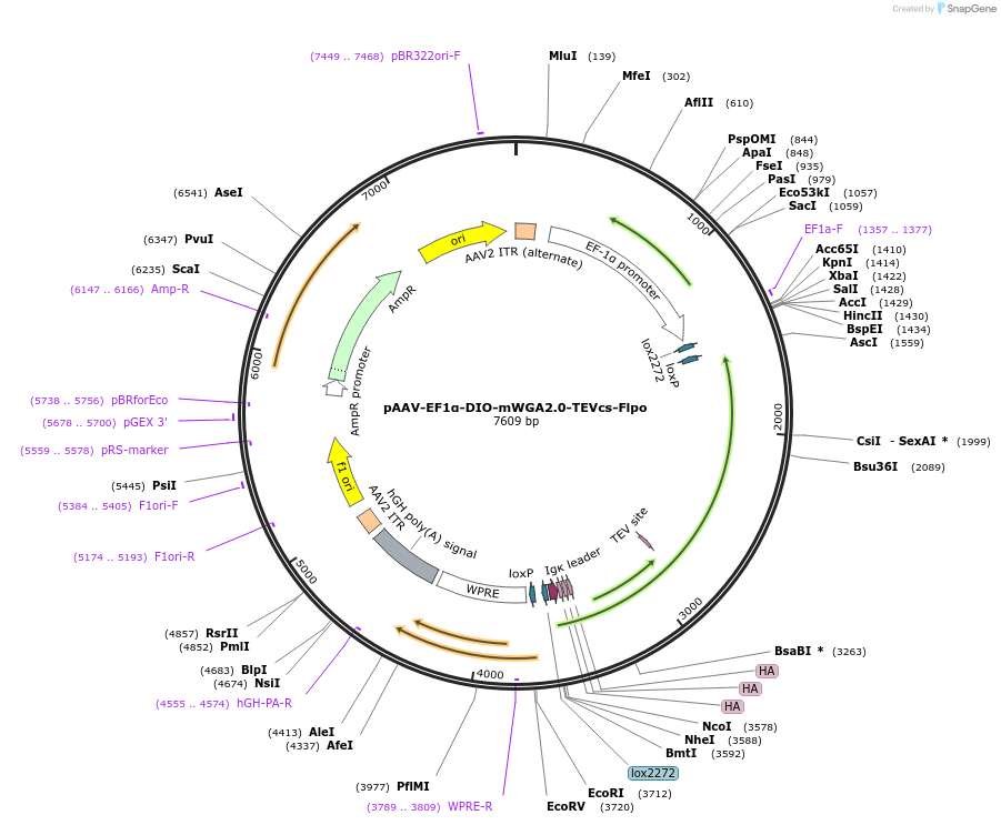 232077-plasmid-map-sequence-id-474570