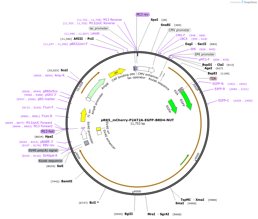 238281-plasmid-map-sequence-id-474571
