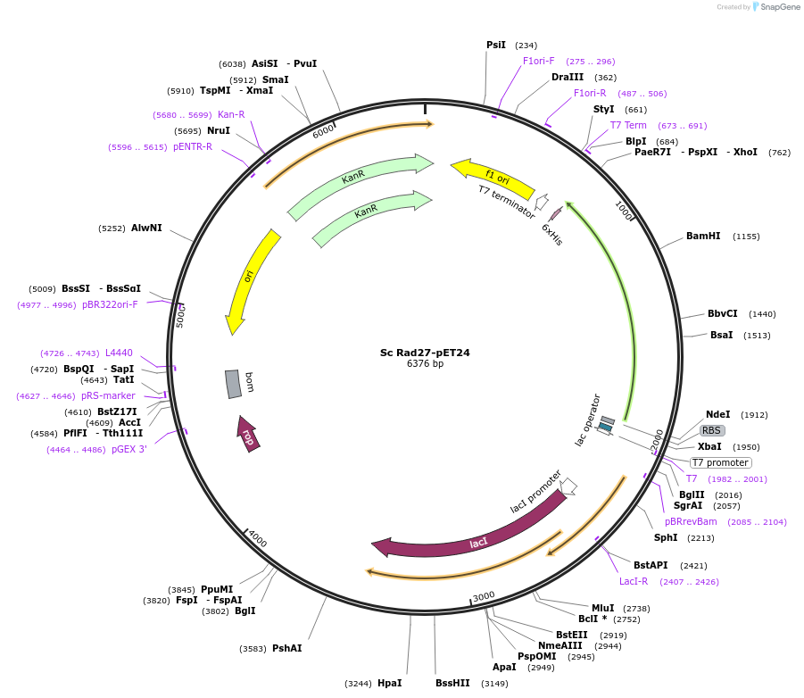 239204-plasmid-map-sequence-id-474607