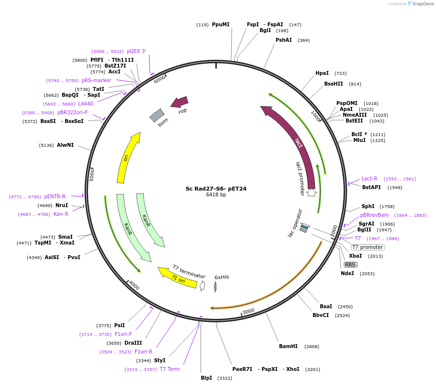 239205-plasmid-map-sequence-id-474608