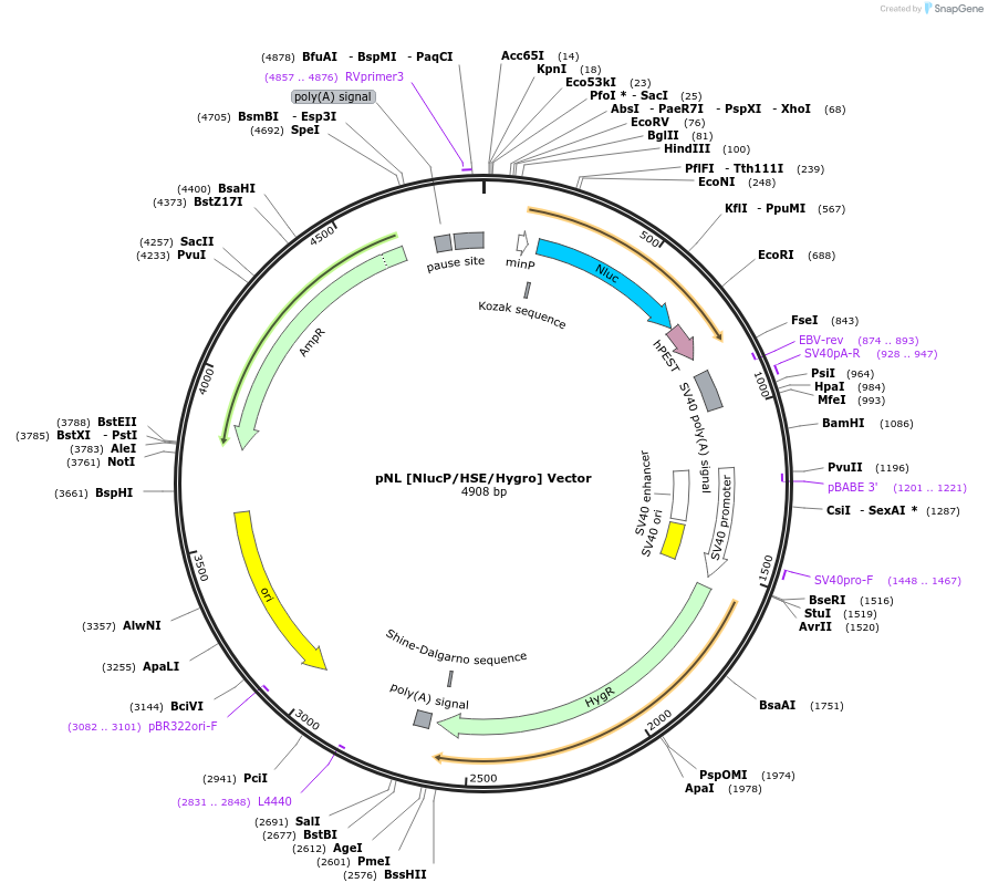 236926-plasmid-map-sequence-id-474661