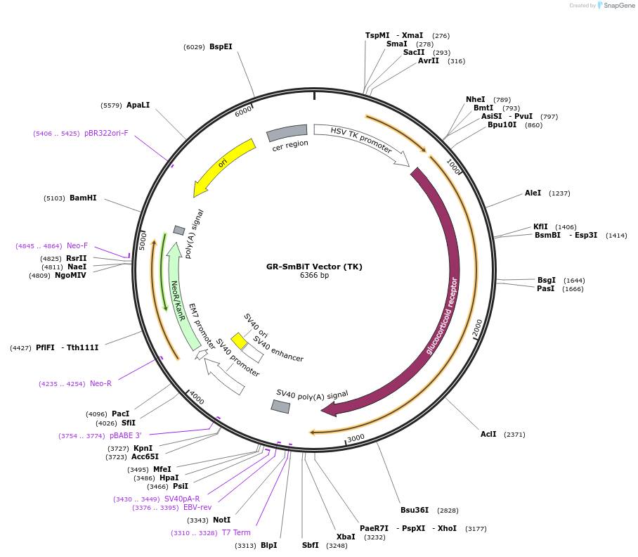 237159-plasmid-map-sequence-id-474669