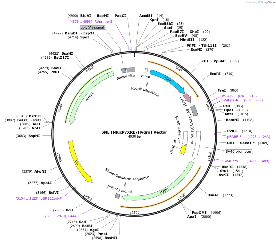 236927-plasmid-map-sequence-id-474671