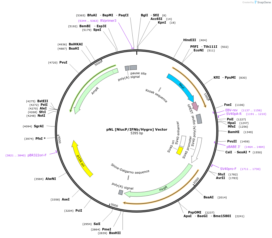 236928-plasmid-map-sequence-id-474672