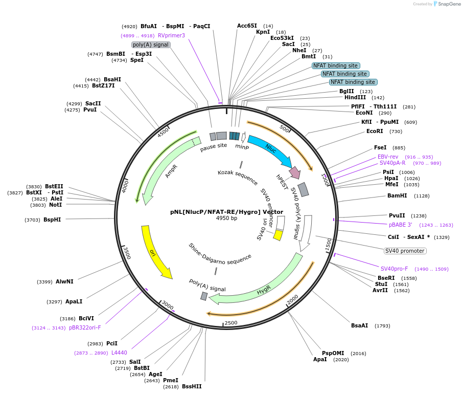 236929-plasmid-map-sequence-id-474673