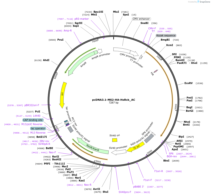 148417-plasmid-map-sequence-id-474674