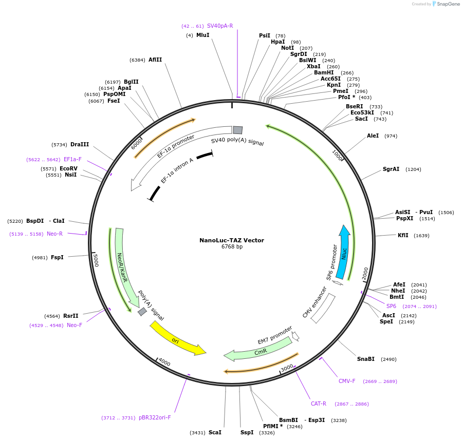 236937-plasmid-map-sequence-id-474675