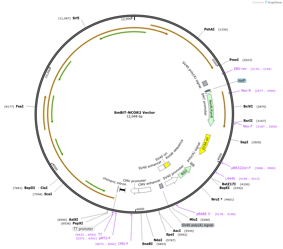237107-plasmid-map-sequence-id-474678
