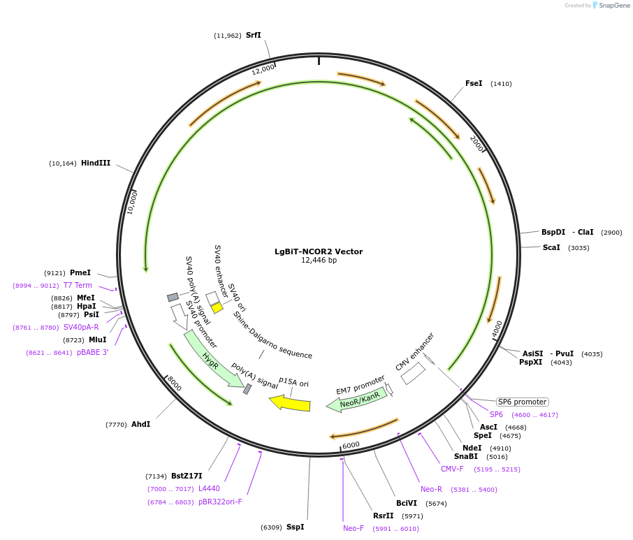 237108-plasmid-map-sequence-id-474679