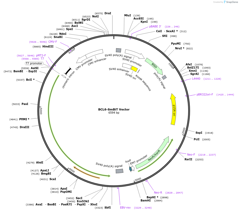 237109-plasmid-map-sequence-id-474680