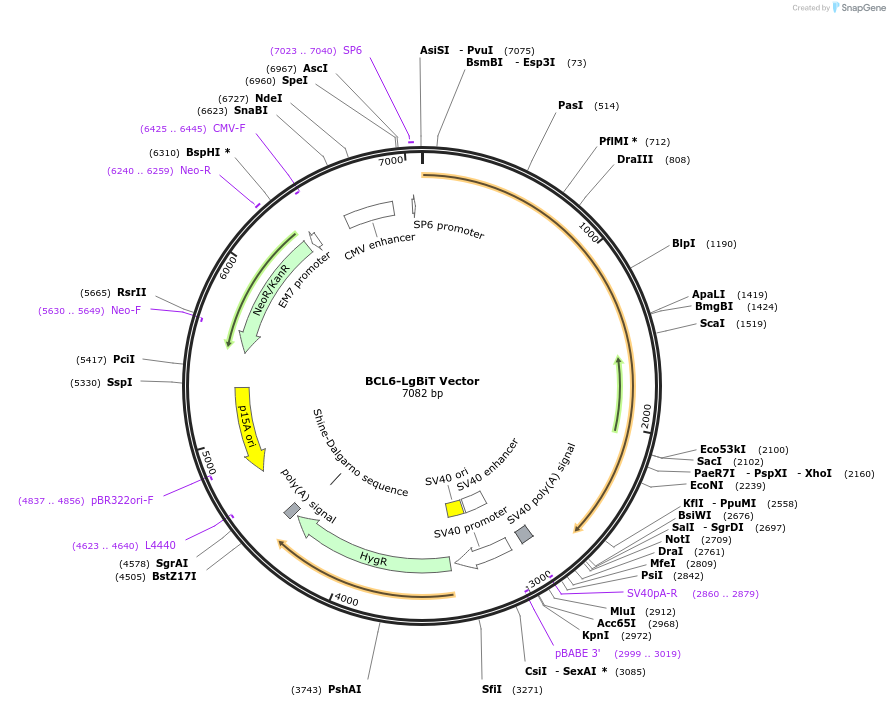237110-plasmid-map-sequence-id-474681