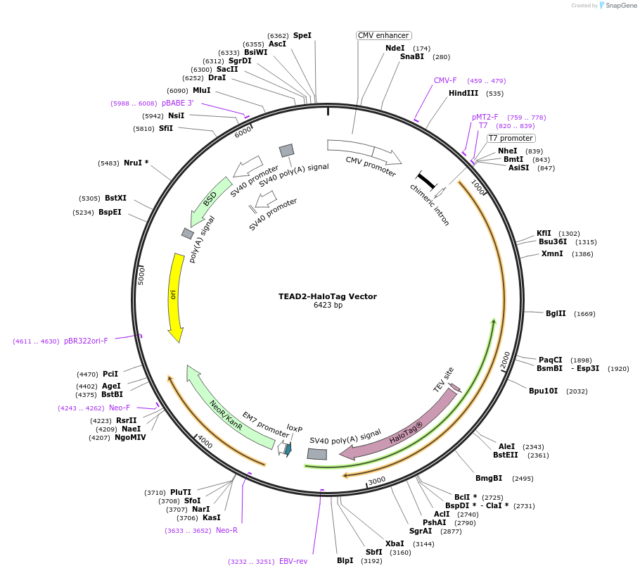 236941-plasmid-map-sequence-id-474682