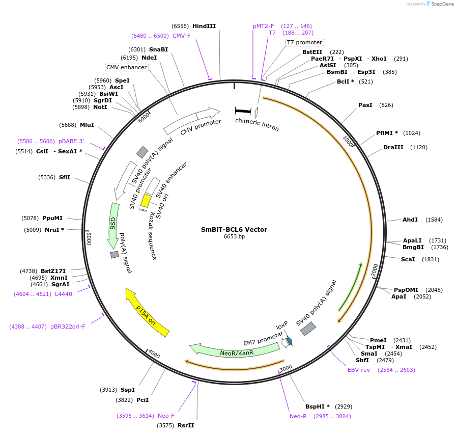 237111-plasmid-map-sequence-id-474685