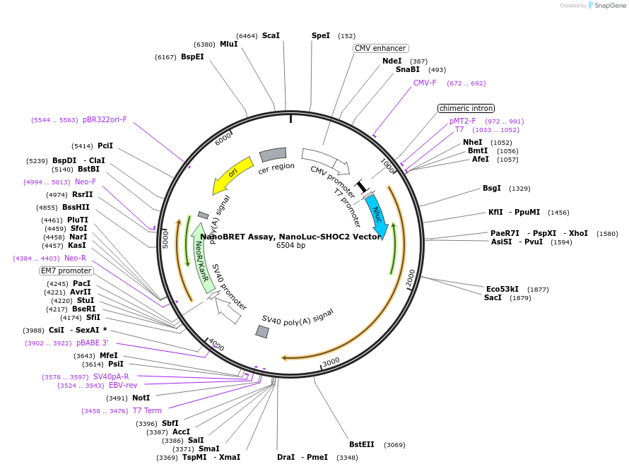 236947-plasmid-map-sequence-id-474686