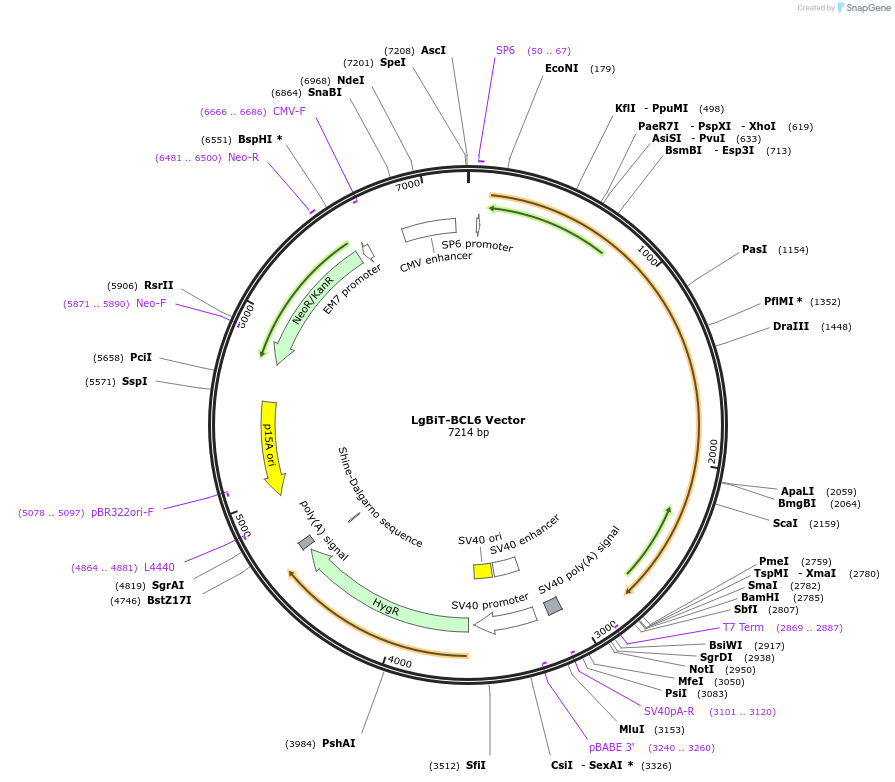 237112-plasmid-map-sequence-id-474687