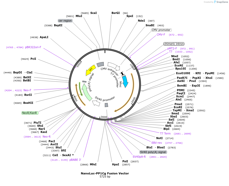 236949-plasmid-map-sequence-id-474688