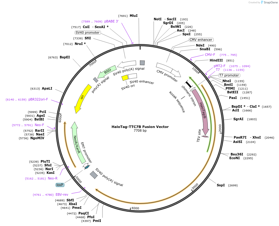 236955-plasmid-map-sequence-id-474689