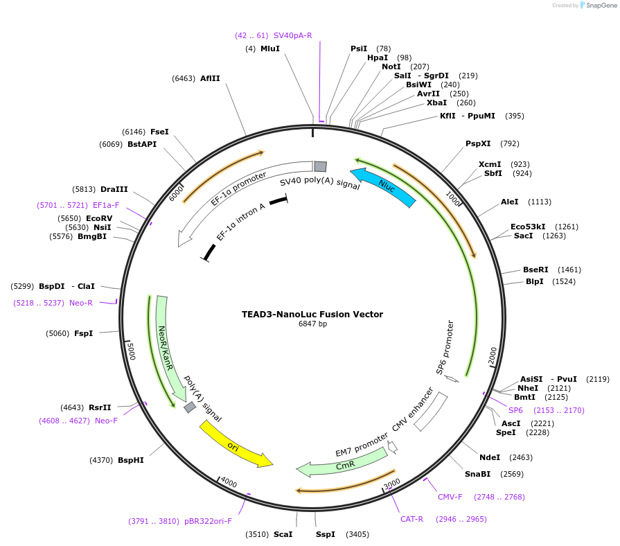 236986-plasmid-map-sequence-id-474691