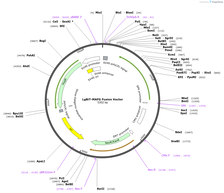 237123-plasmid-map-sequence-id-474694