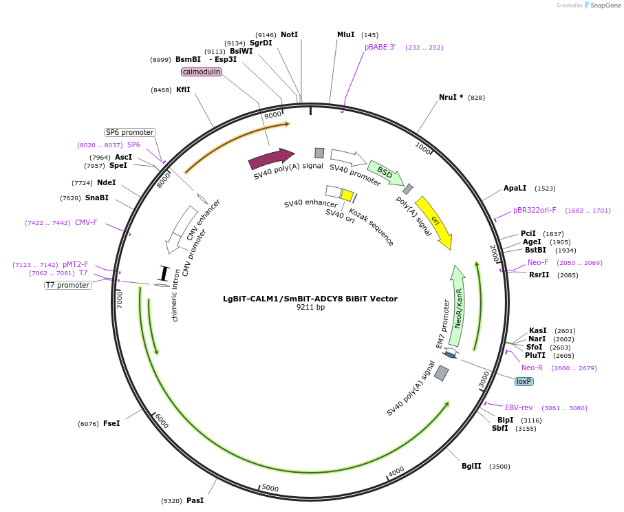 237114-plasmid-map-sequence-id-474695