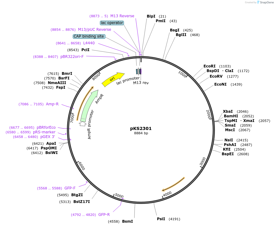 37834-plasmid-map-sequence-id-47470