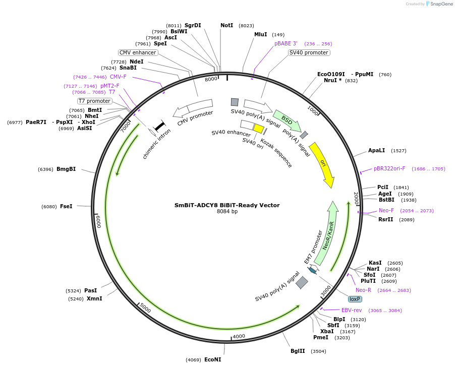 237115-plasmid-map-sequence-id-474701