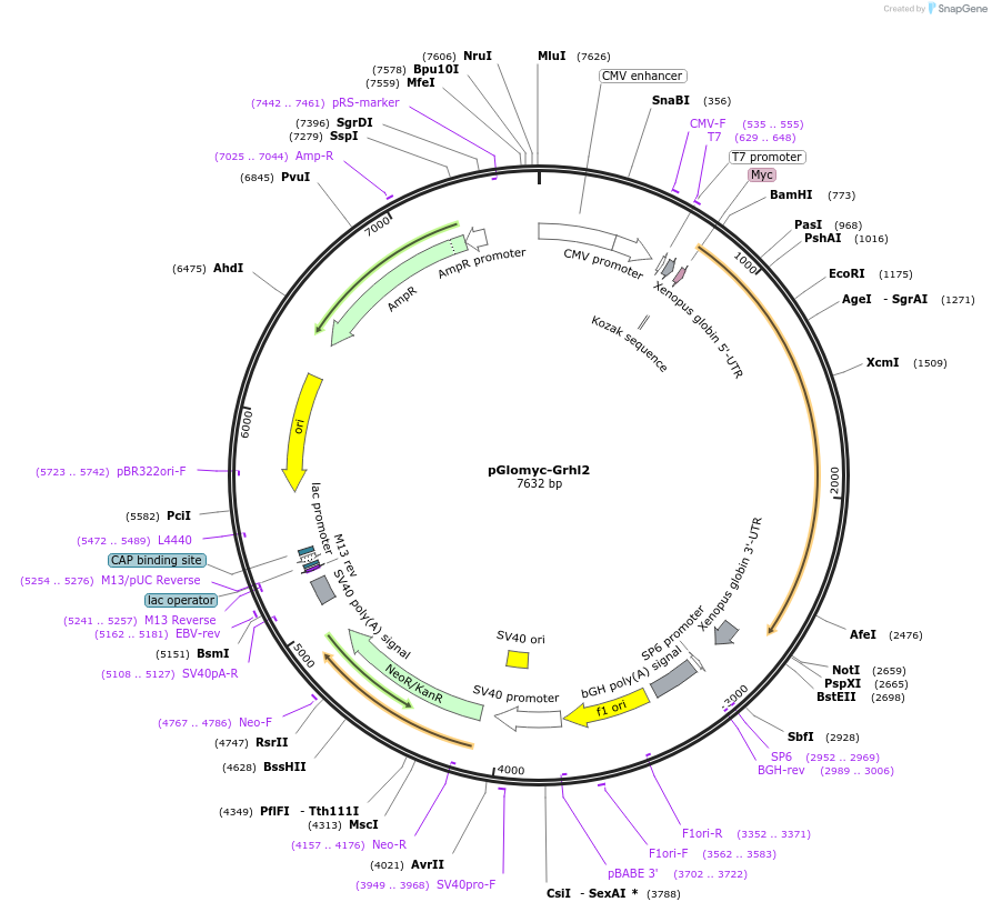 236050-plasmid-map-sequence-id-474702