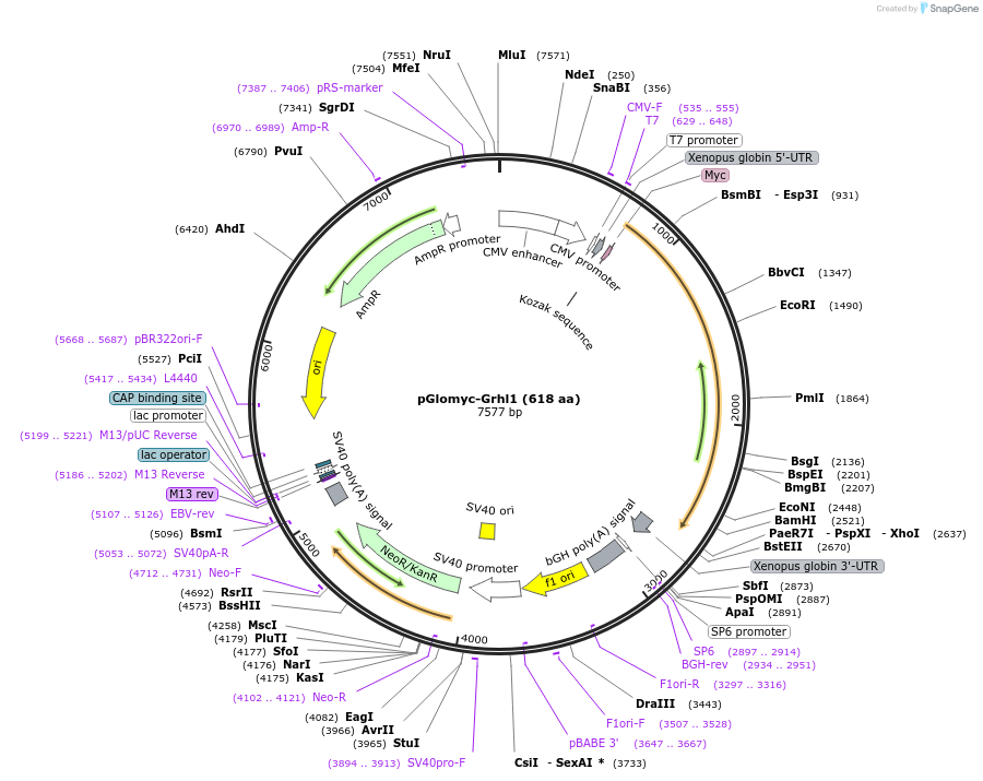 236049-plasmid-map-sequence-id-474703
