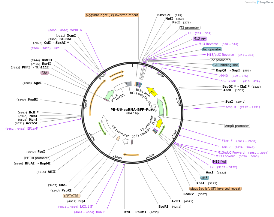 229013-plasmid-map-sequence-id-474706