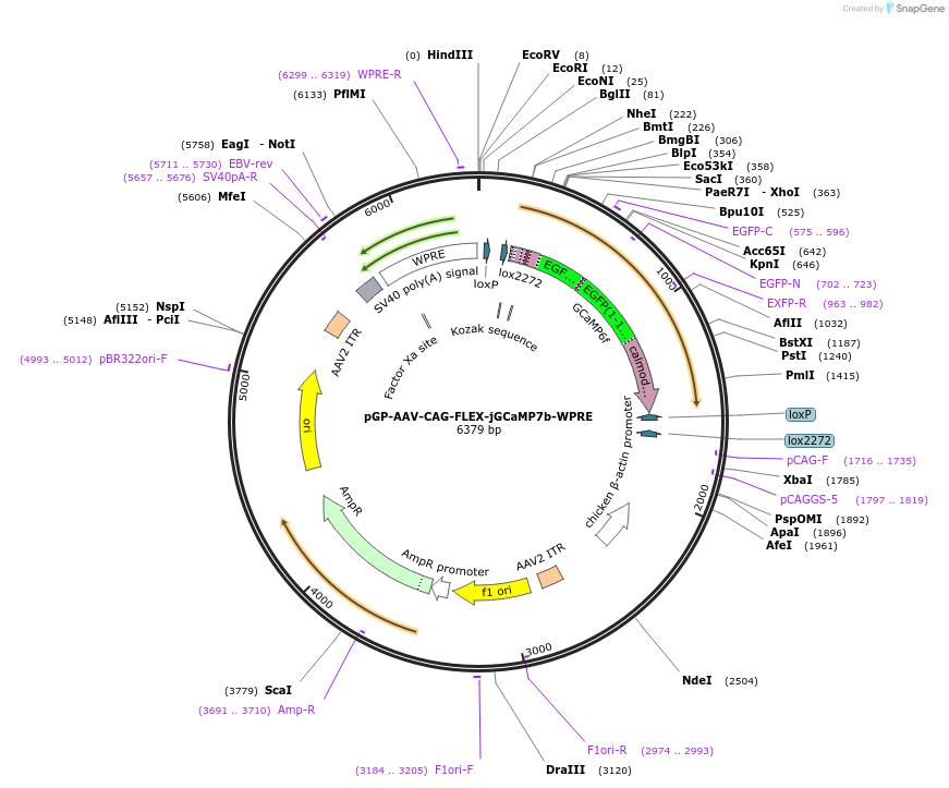 104497-plasmid-map-sequence-id-474711