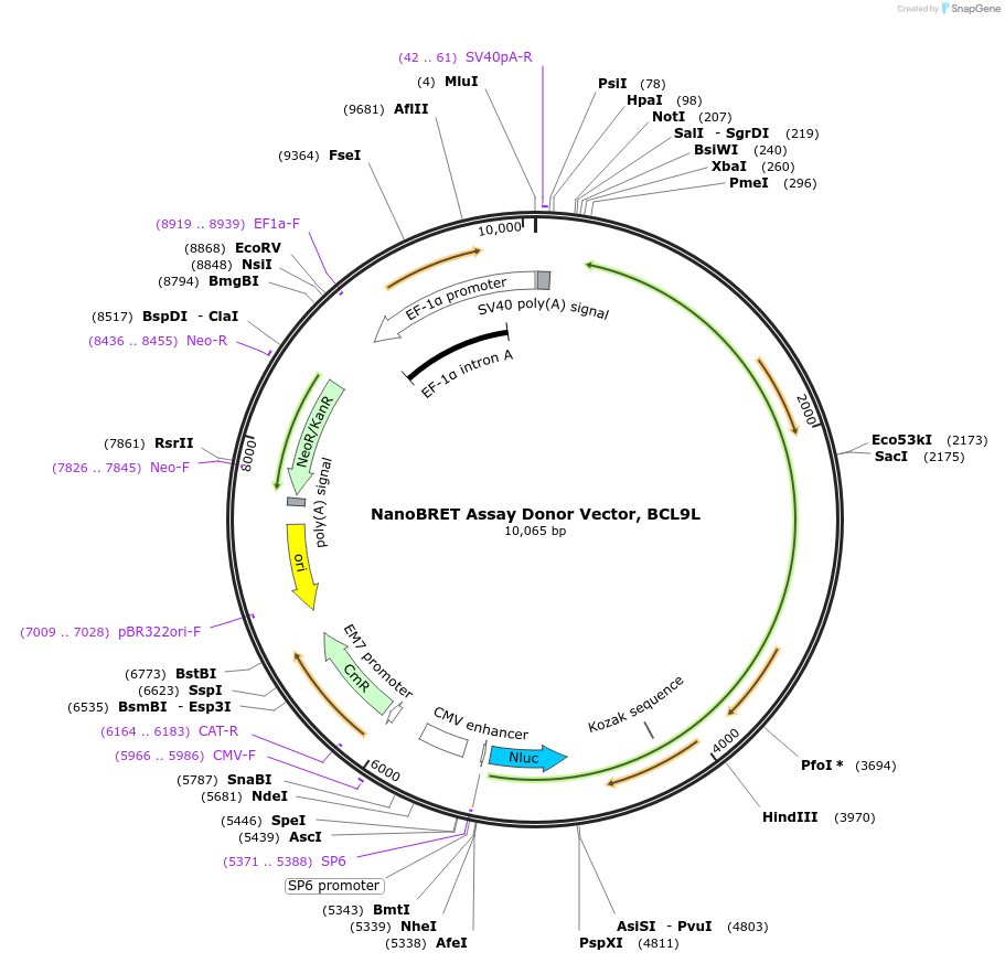 237137-plasmid-map-sequence-id-474712