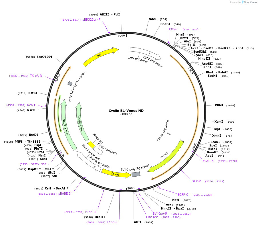234673-plasmid-map-sequence-id-474718