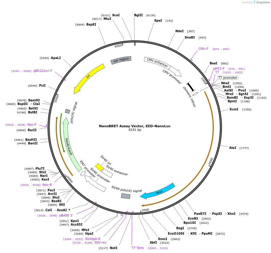 237130-plasmid-map-sequence-id-474727