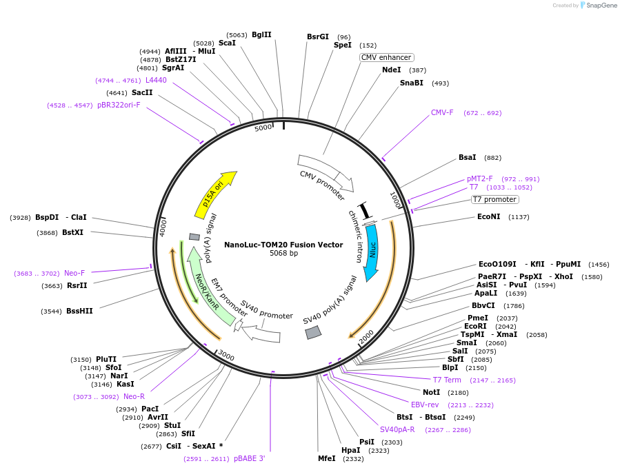 237174-plasmid-map-sequence-id-474732
