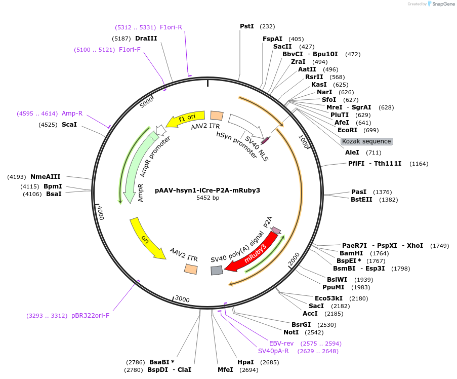 235248-plasmid-map-sequence-id-474733