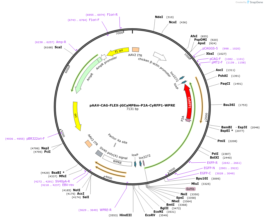 235249-plasmid-map-sequence-id-474735