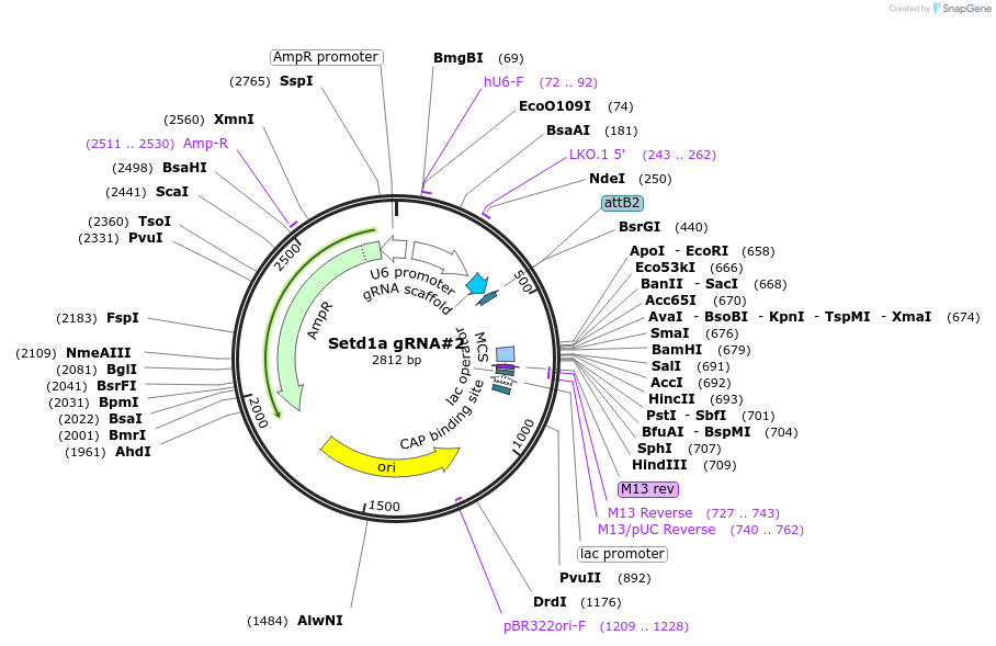 235251-plasmid-map-sequence-id-474736