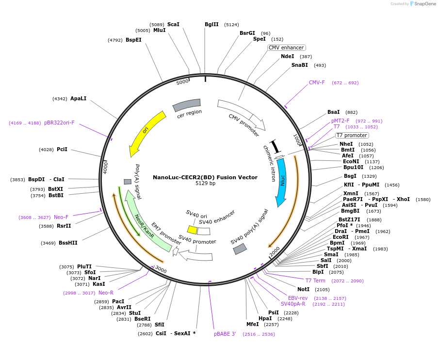 237203-plasmid-map-sequence-id-474739