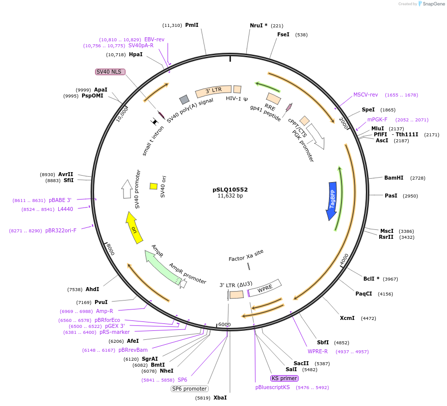 239271-plasmid-map-sequence-id-474741