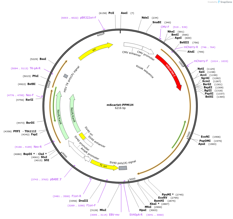 233585-plasmid-map-sequence-id-474744