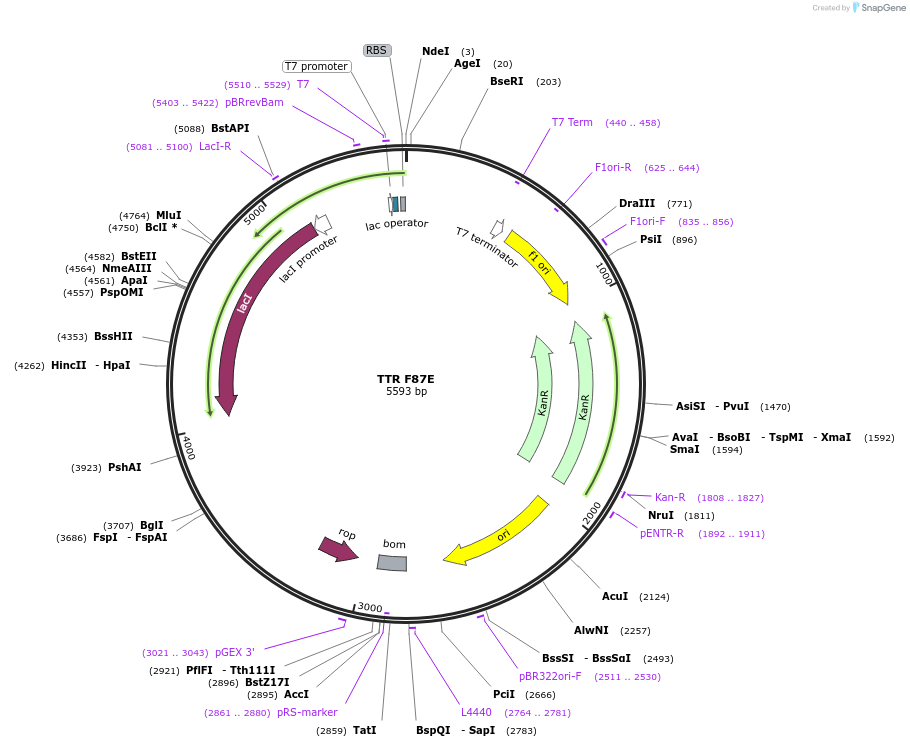 238075-plasmid-map-sequence-id-474748