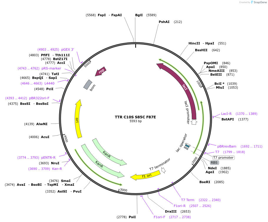 238074-plasmid-map-sequence-id-474749