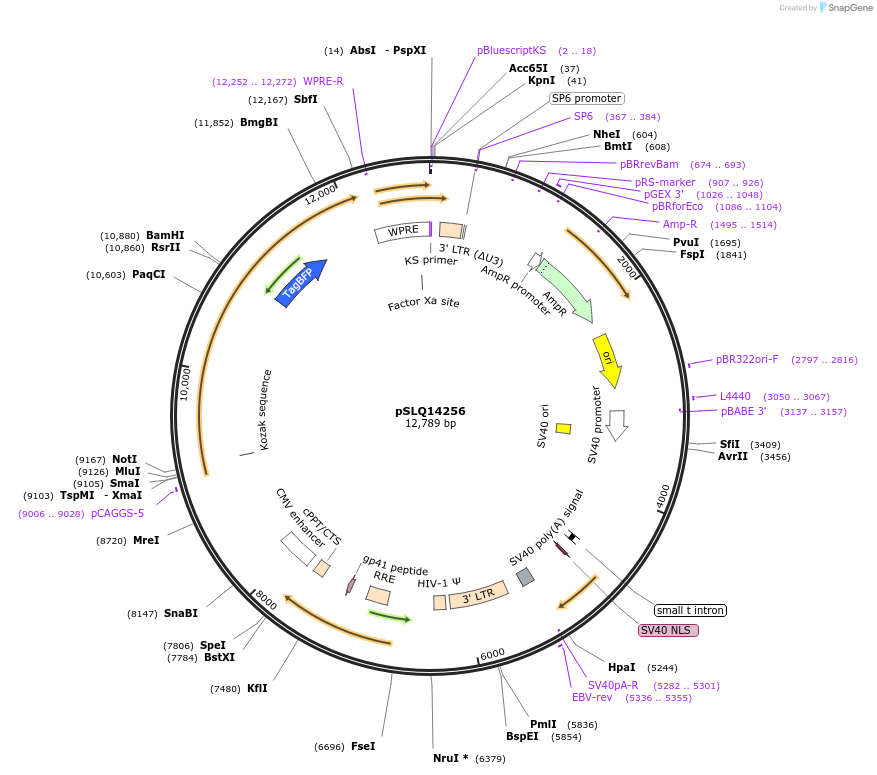 239275-plasmid-map-sequence-id-474751