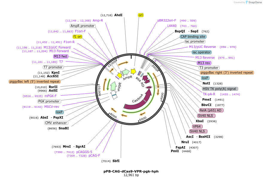 233066-plasmid-map-sequence-id-474753