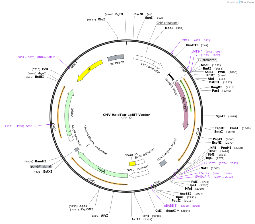 236917-plasmid-map-sequence-id-474757