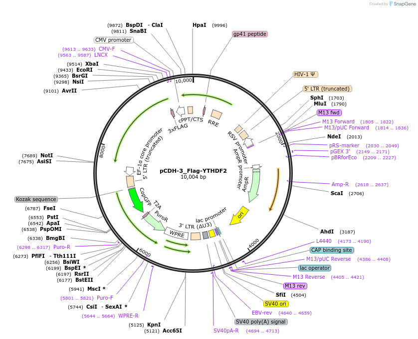 238975-plasmid-map-sequence-id-474758