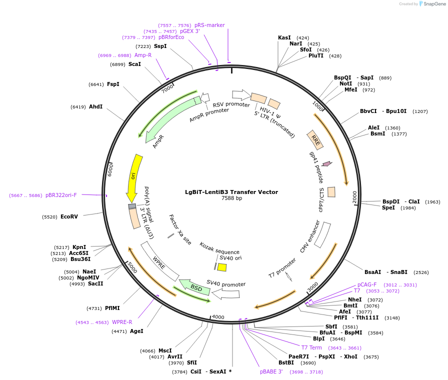 236912-plasmid-map-sequence-id-474760