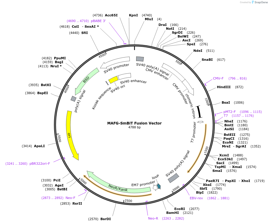 237120-plasmid-map-sequence-id-474905