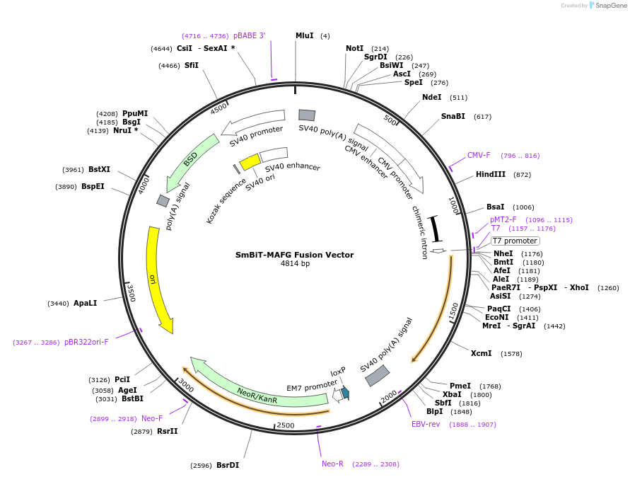 237122-plasmid-map-sequence-id-474906