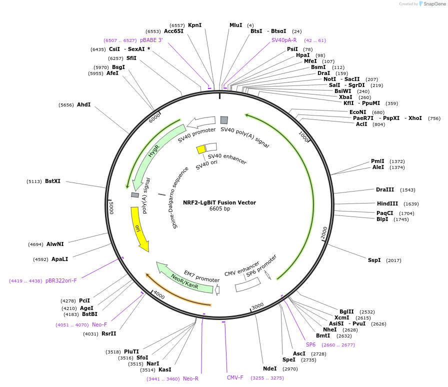 237125-plasmid-map-sequence-id-474907